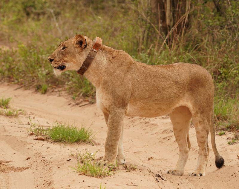 Leeu / Lion