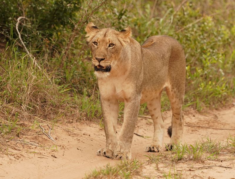 Leeu / Lion
