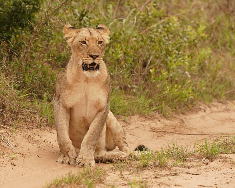 Leeu / Lion
