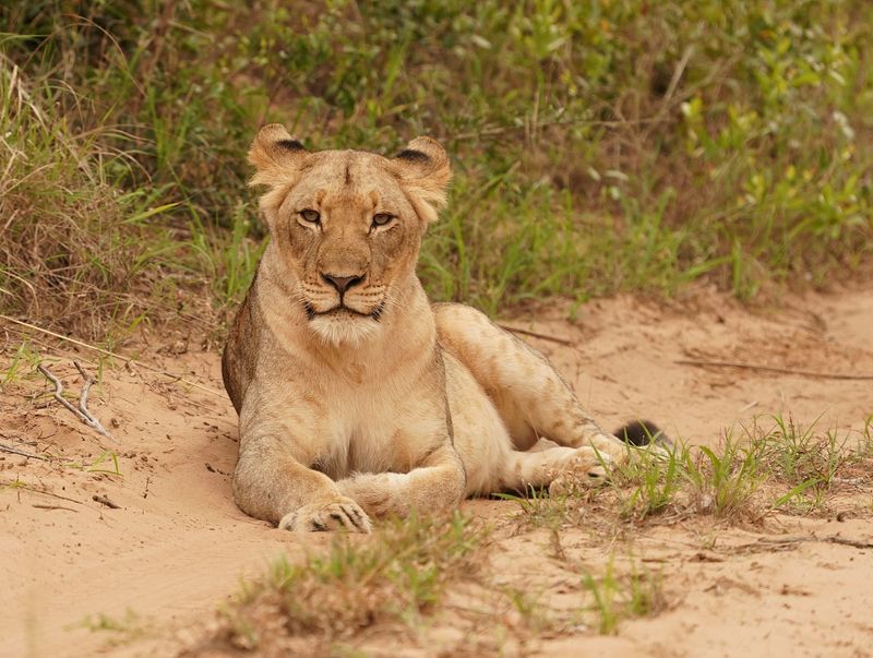Leeu / Lion