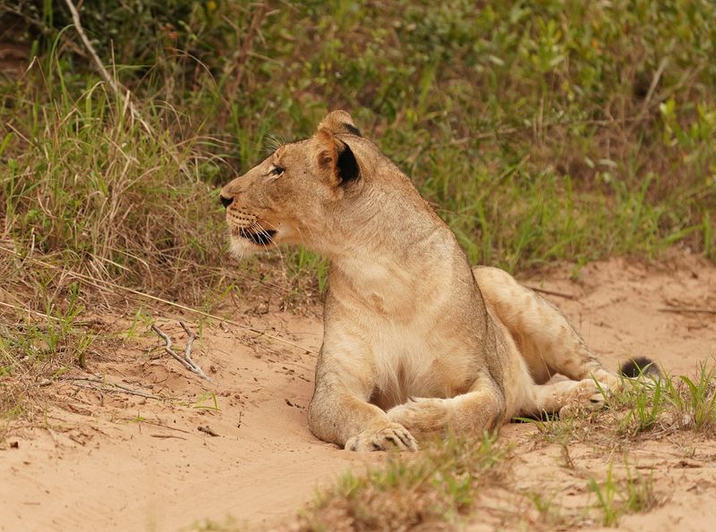 Leeu / Lion