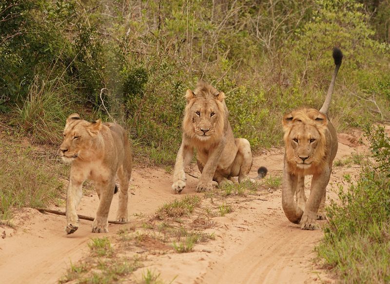 Leeu / Lion