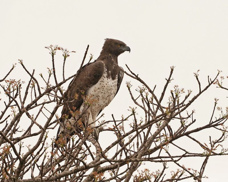Breëkoparend / Martial Eagle