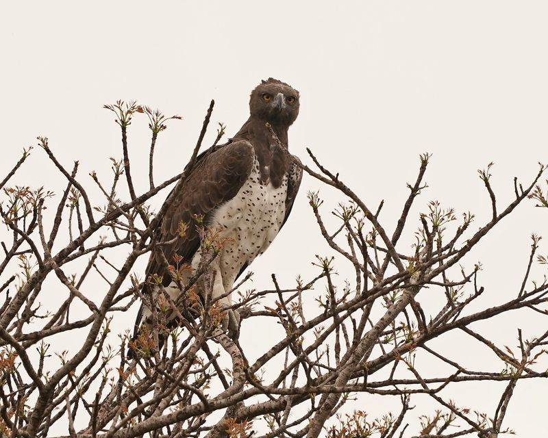 Breëkoparend / Martial Eagle