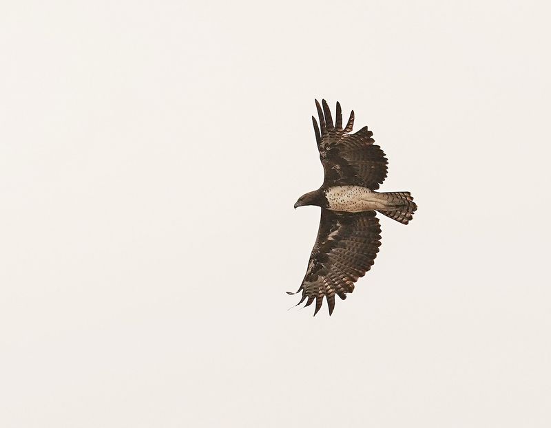 Breëkoparend / Martial Eagle