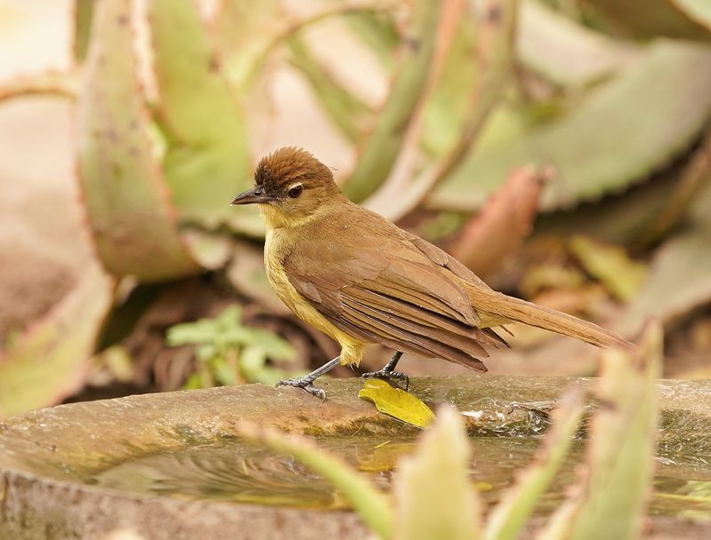 Geelborswillie / Yellow-bellied Greenbul