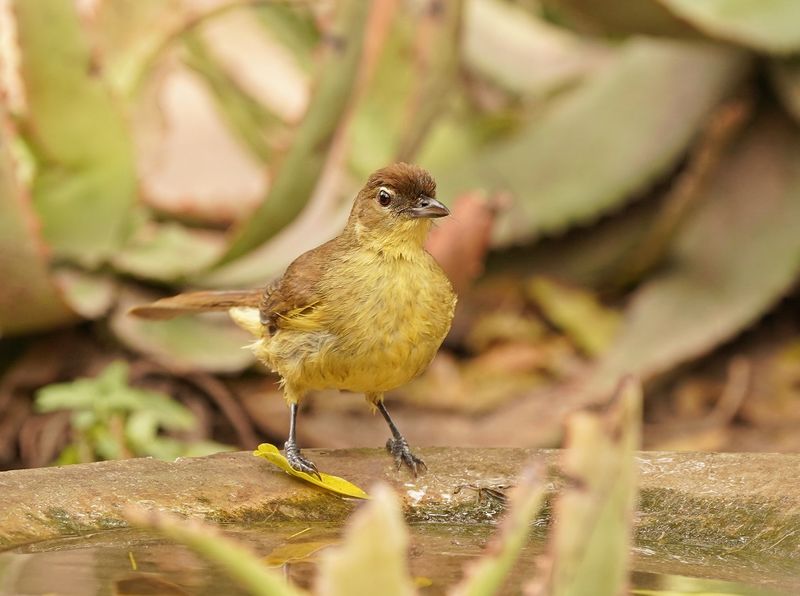 Geelborswillie / Yellow-bellied Greenbul