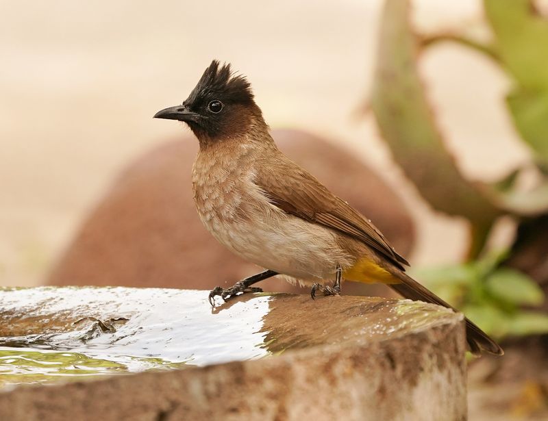 Swartoogtiptol / Black-eyed Bulbul