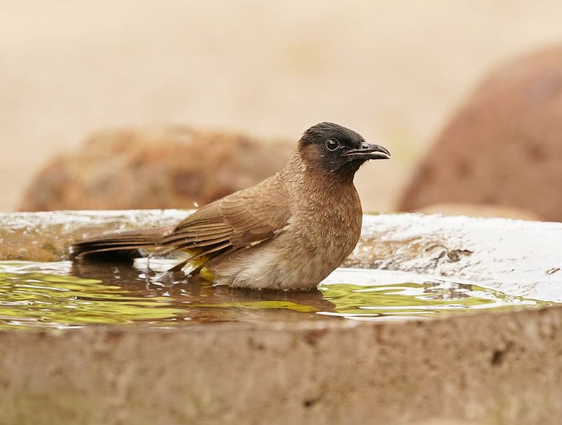 Swartoogtiptol / Black-eyed Bulbul