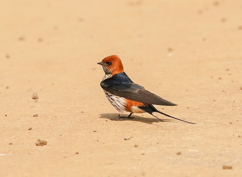 Kleinstreepswael / Lesser Striped Swallow