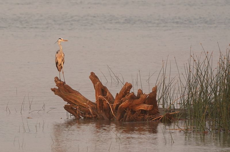 Bloureier / Grey Heron