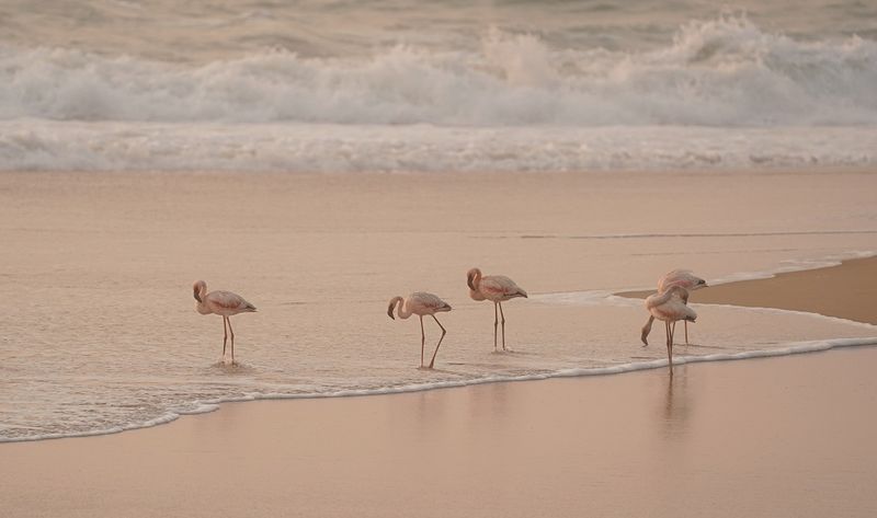 Grootflamink / Greater Flamingo