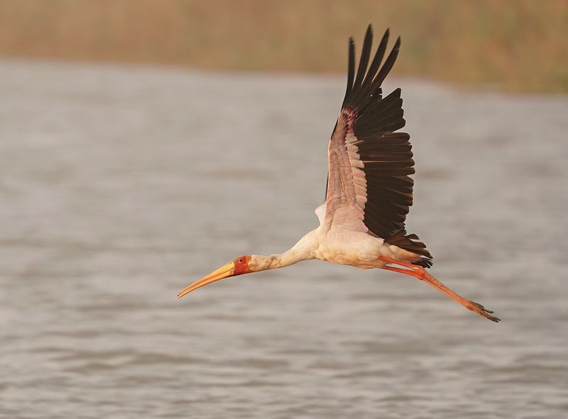 Nimmersat / Yellow-billed Stork