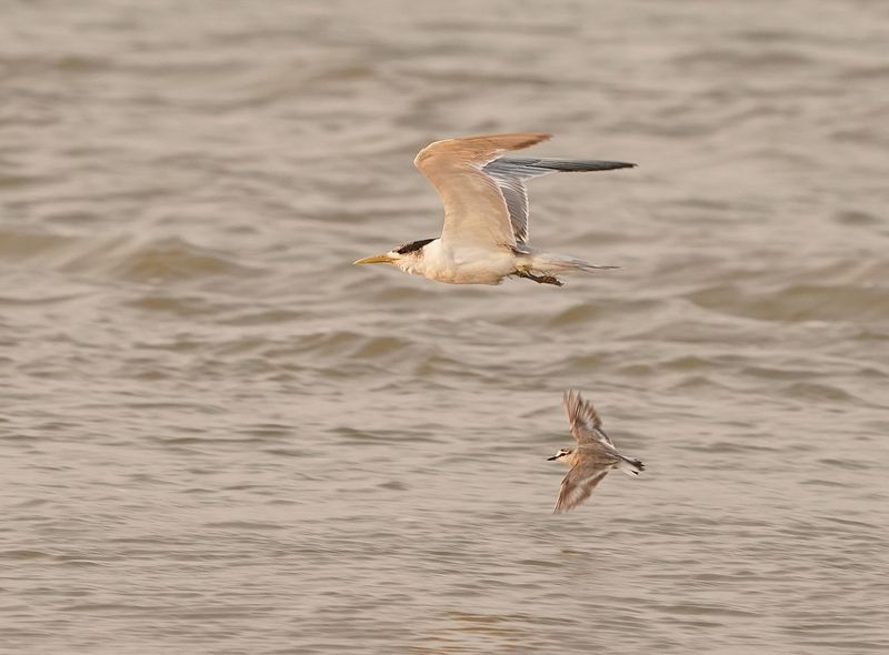 Geelbeksterretjie / Swift Tern