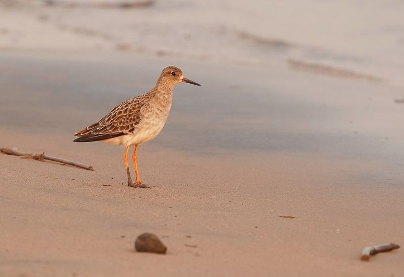 Kemphaan / Ruff