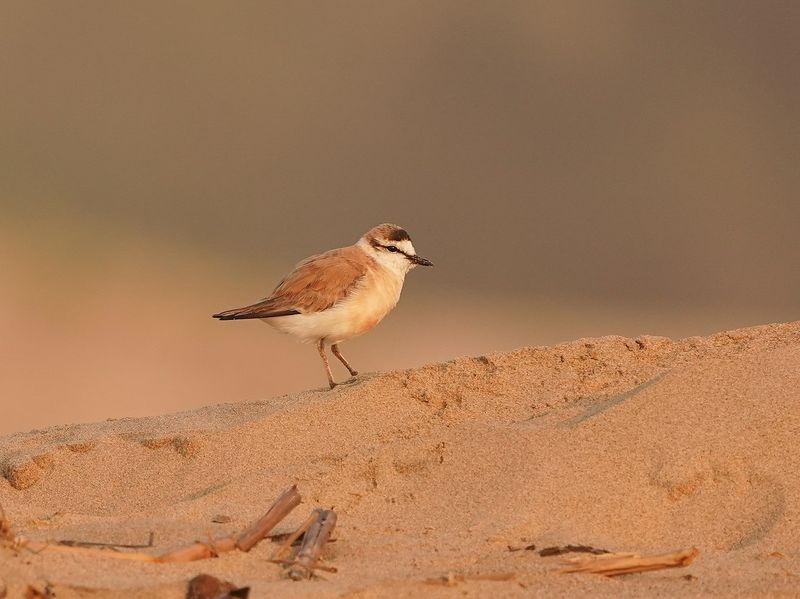 Vaalstrandkieiwet / White-fronted Plover