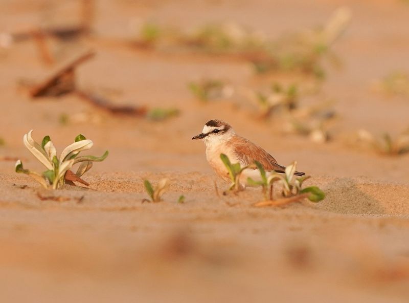 Vaalstrandkieiwet / White-fronted Plover