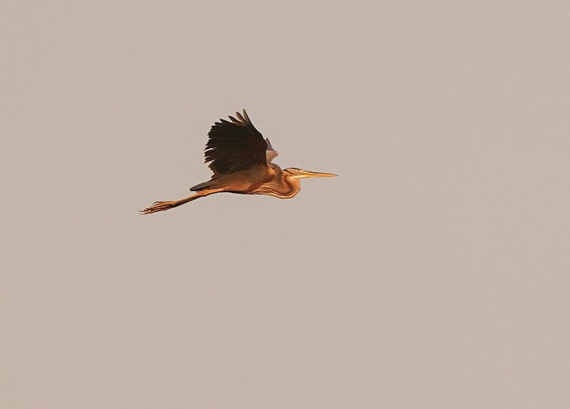 Rooireier / Purple Heron