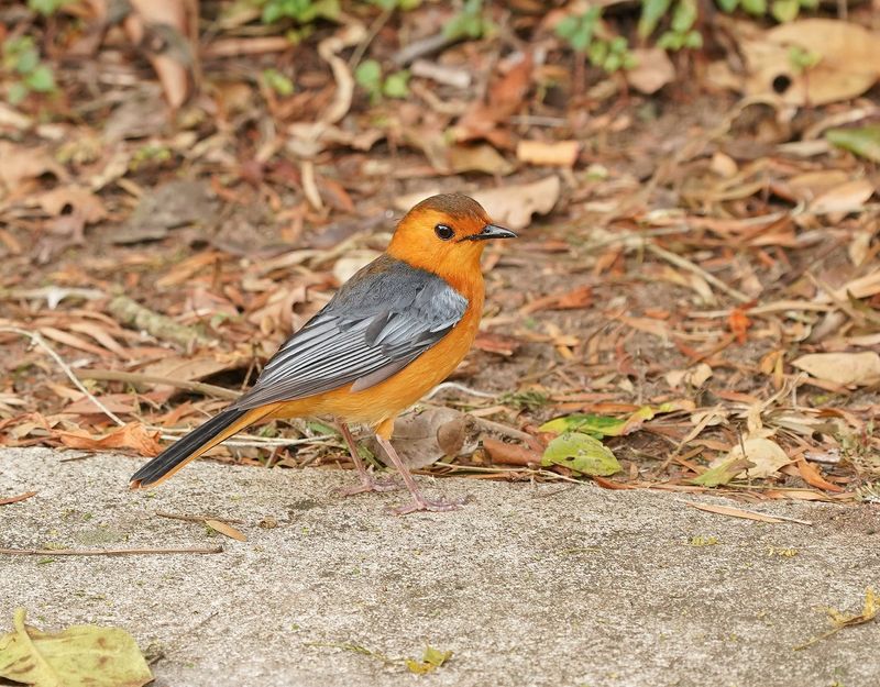 Nataljanfrederik / Red-capped Robin-chat