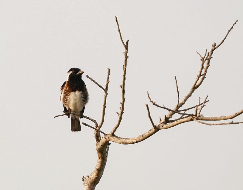 Koringvoël / White-browed Sparrow-weaver