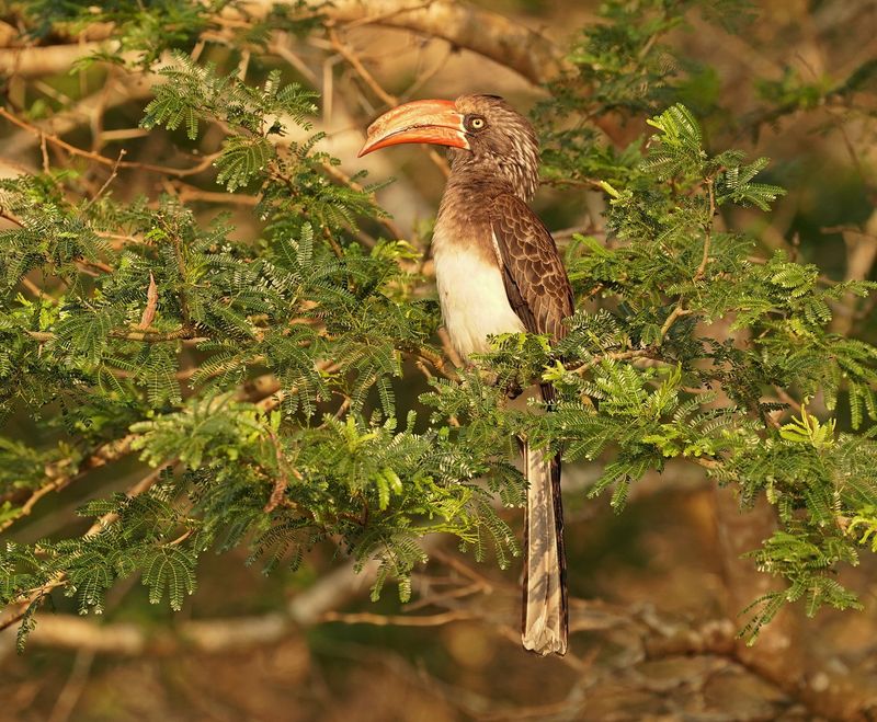 Gekroonde Neushoringvoël / Crowned Hornbill