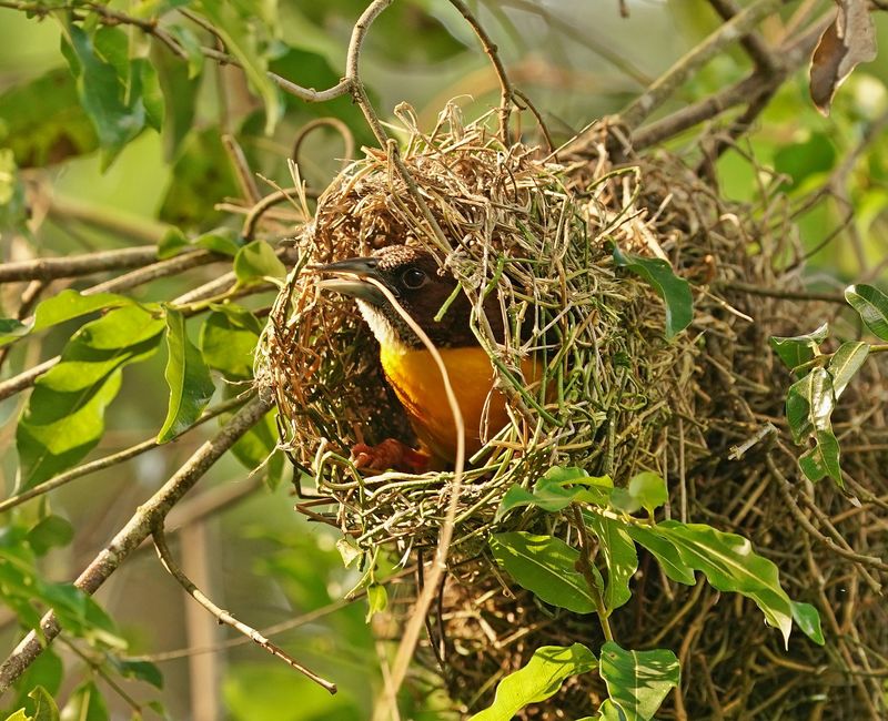 Bosmusikant / Dark-backed Weaver