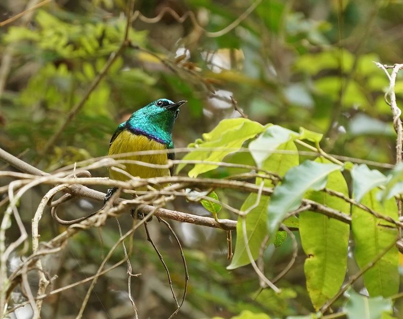 Kortbeksuikerbekkie / Collared Sunbird
