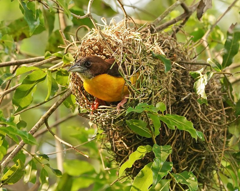 Bosmusikant / Dark-backed Weaver
