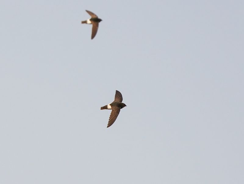 Kleinwindswael / Little Swift