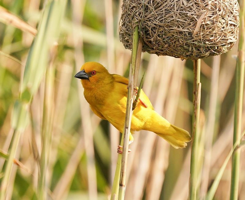 Goudwewer / African Golden Weaver