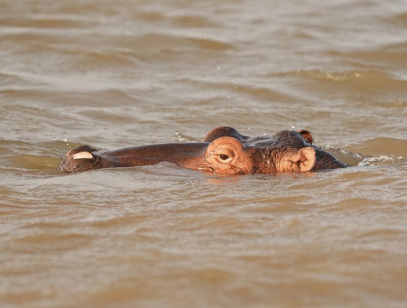 Seekoei / Hippo