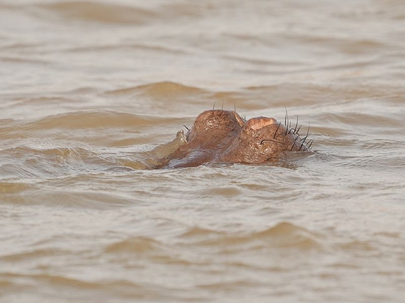 Seekoei / Hippo