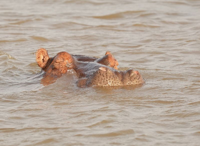 Seekoei / Hippo
