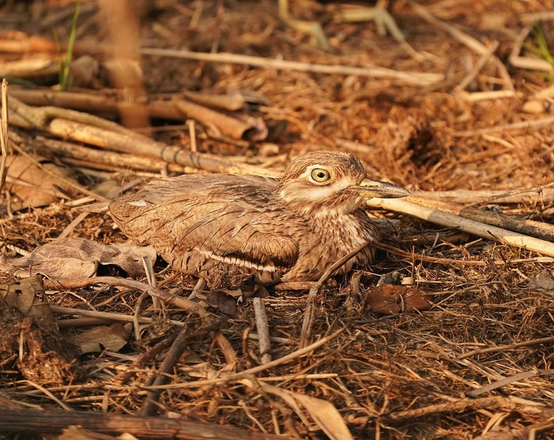 Waterdikkop / Water Thick-knee