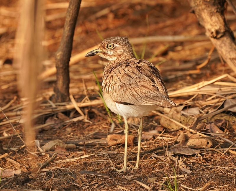 Waterdikkop / Water Thick-knee