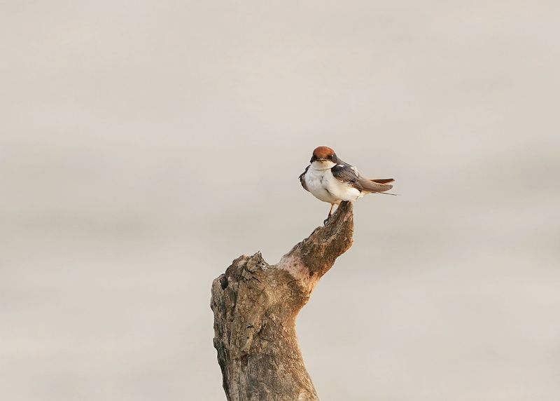 Draadstertswael / Wire-taled Swallow
