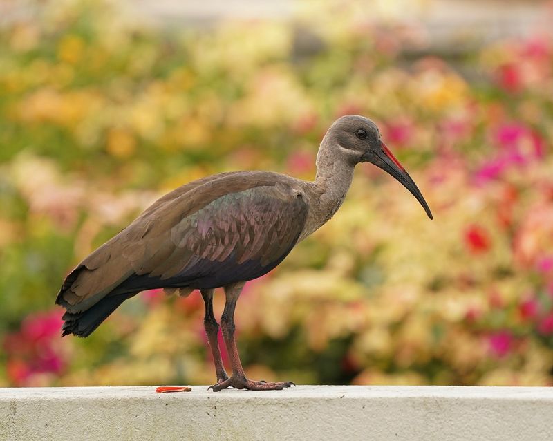 Glansibis / Glossy Ibis