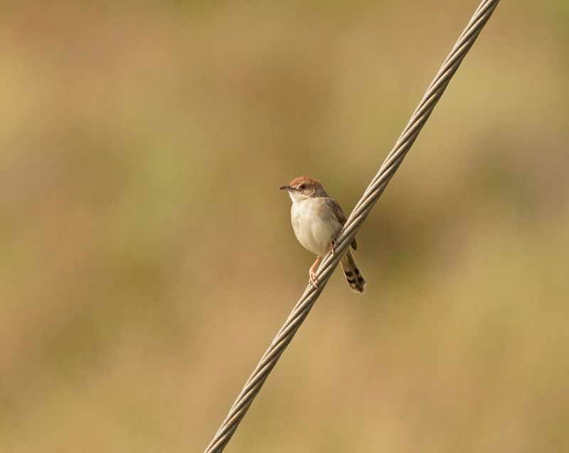 Bosveldtinktinkie / Rattling Cisticola