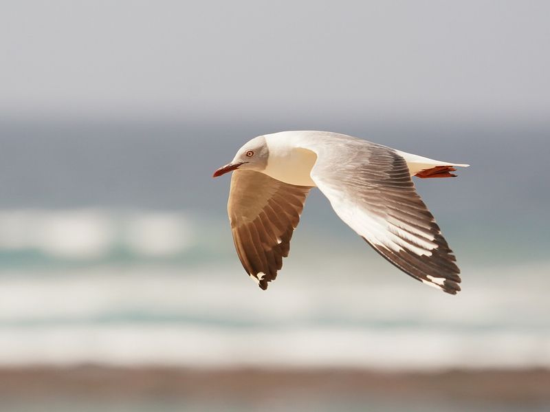 Gryskopmeeu / Grey-headed Gull
