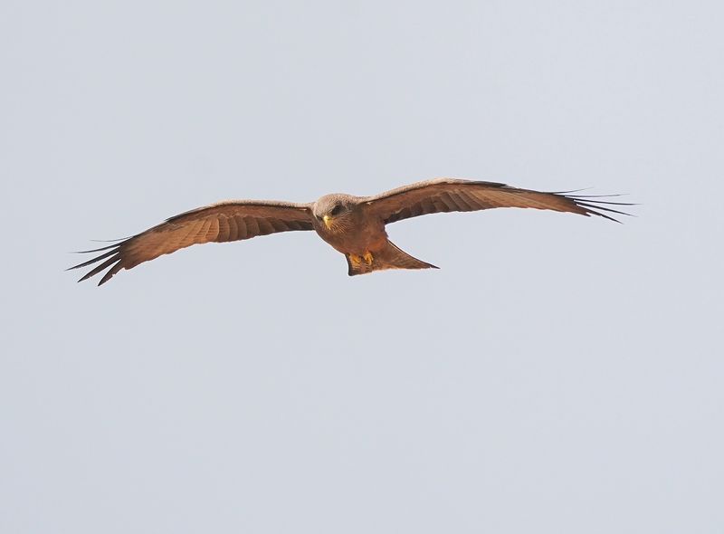 Geelbekwou / Yellow-billed Kite