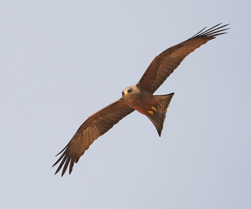 Geelbekwou / Yellow-billed Kite