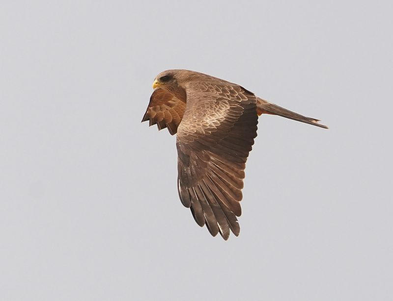 Geelbekwou / Yellow-billed Kite