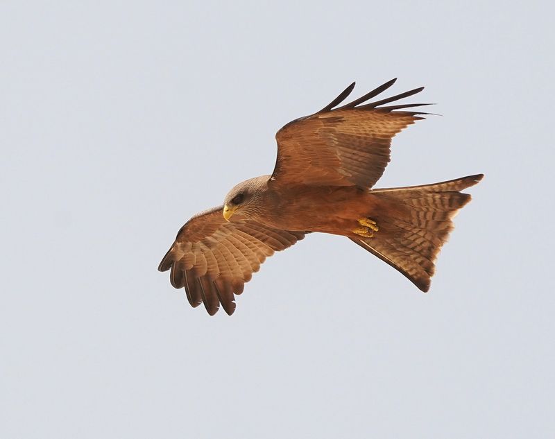 Geelbekwou / Yellow-billed Kite