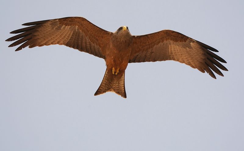 Geelbekwou / Yellow-billed Kite