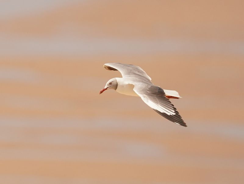 Gryskopmeeu / Grey-headed Gull