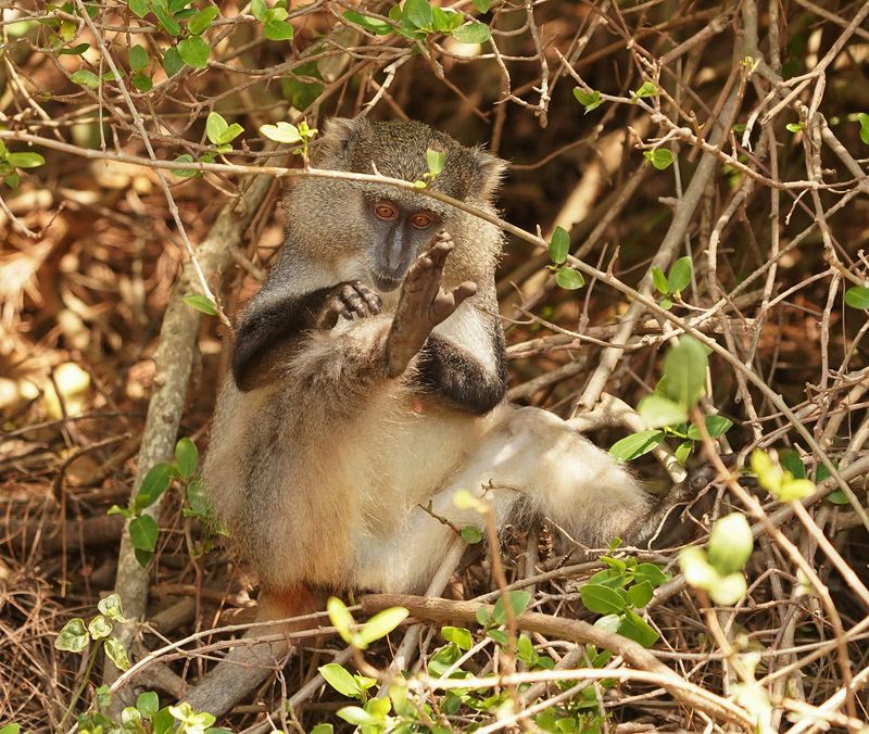 Samango-aap / Samango Monkey