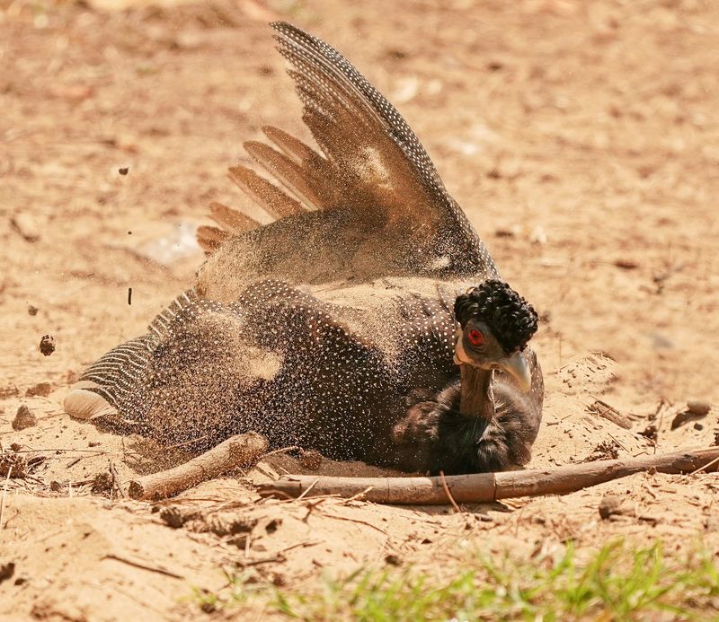 Kuifkoptarentaal / Crested Guineafowl