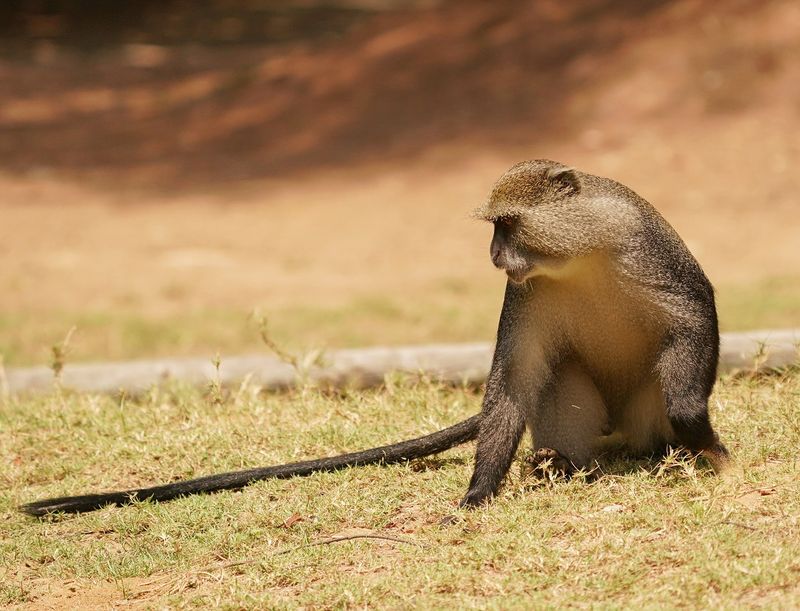 Samango-aap / Samango Monkey