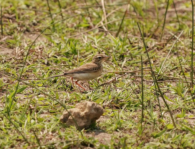 Gewone Koester / African Pipit