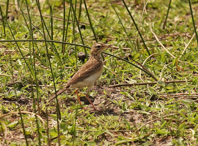 Gewone Koester / African Pipit